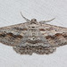 Syneora mundifera - Photo (c) john lenagan, todos os direitos reservados, uploaded by john lenagan