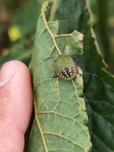 Southern Green Stink Bug