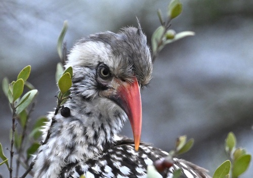 Southern Red-billed Hornbill