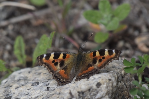Indian Tortoiseshell