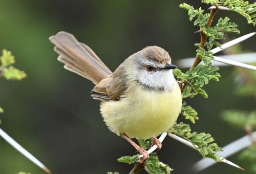 Black-chested Prinia