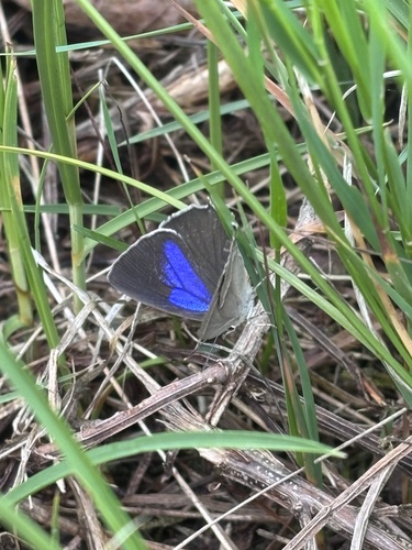 Purple hairstreak