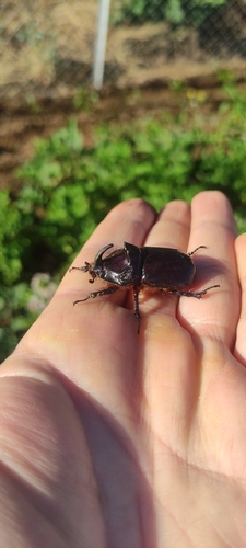 Iberian rhinoceros beetle