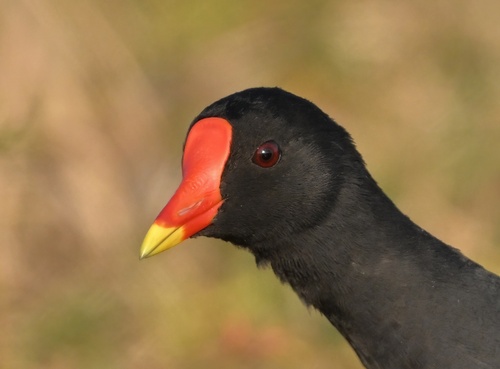 Common Moorhen