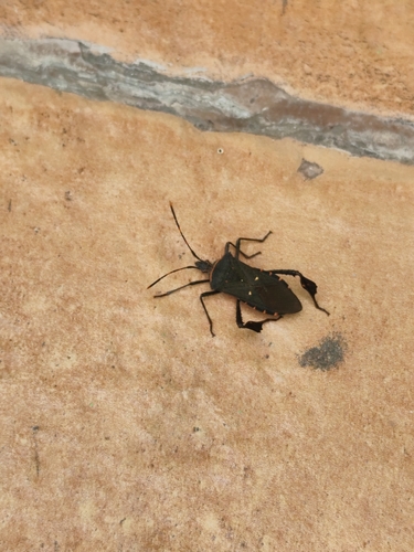 Citron Bug