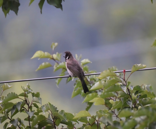 Himalayan Bulbul