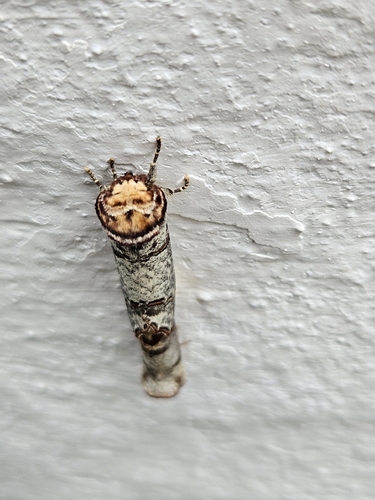 Buff-tip