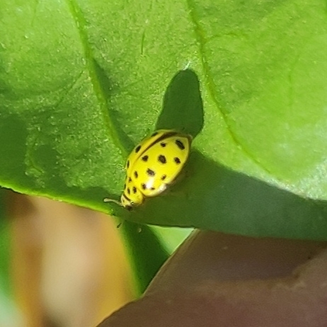 22-spot Ladybird