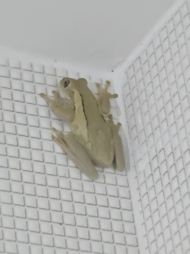 Porto Alegre Golden-eyed Tree Frog