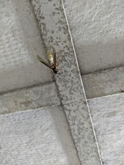 Apoica pallens image