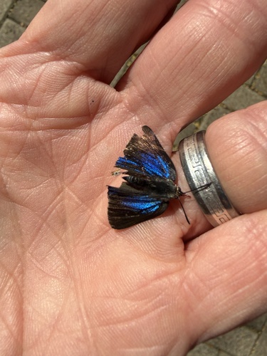 Lesser Fig-tree Blue