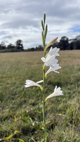 Bugle-lily