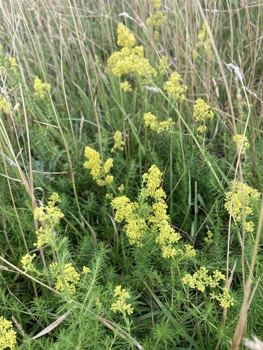 Lady's Bedstraw