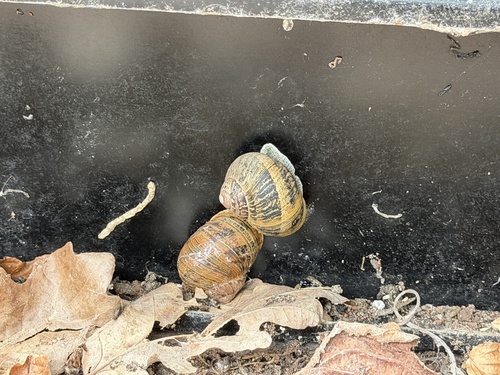 Garden Snail