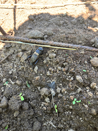 European Field Cricket