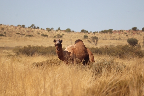 Dromedary Camel