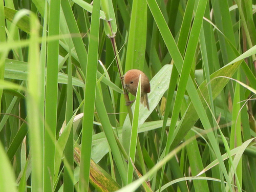 Vinous-throated Parrotbill