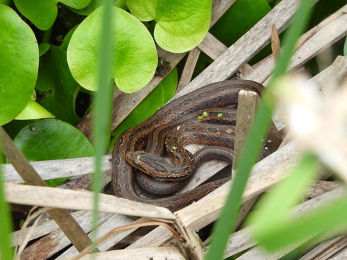 Frog-eating Rat Snake