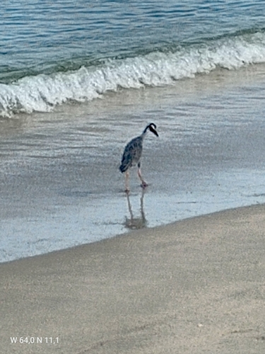Yellow-crowned Night Heron