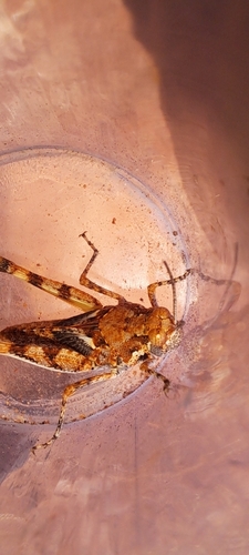 Common Urnisa