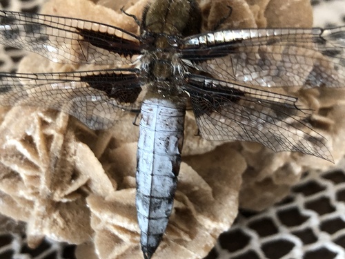 Broad-bodied Chaser