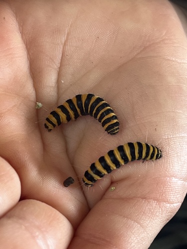 Cinnabar moth