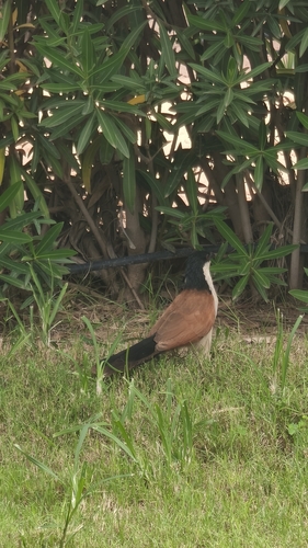 Senegal Coucal