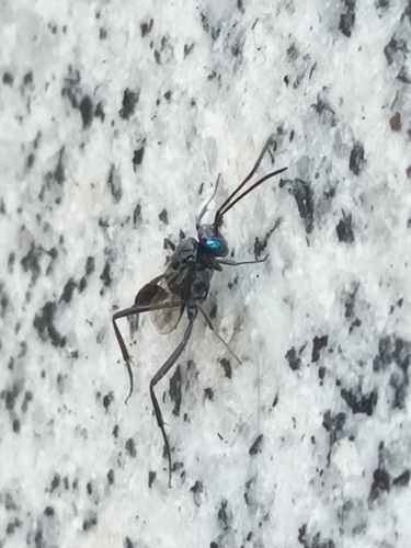 Blue-eyed Ensign Wasp