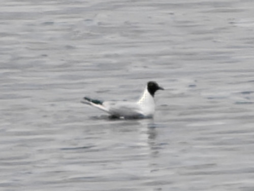 Black-headed Gull