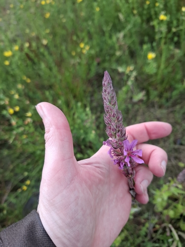 purple loosestrife