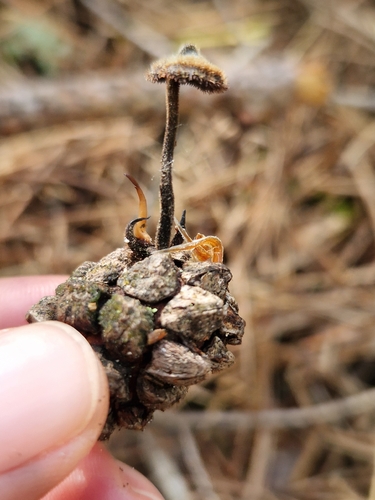 Earpick Fungus