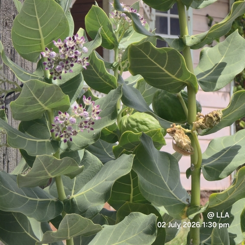giant milkweed