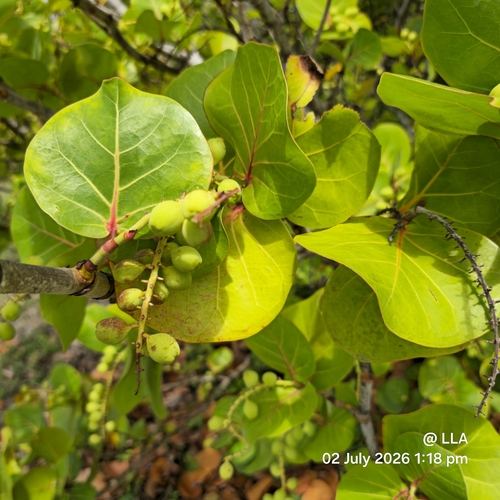 sea grape