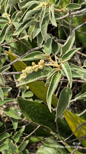 Yellow Balsam