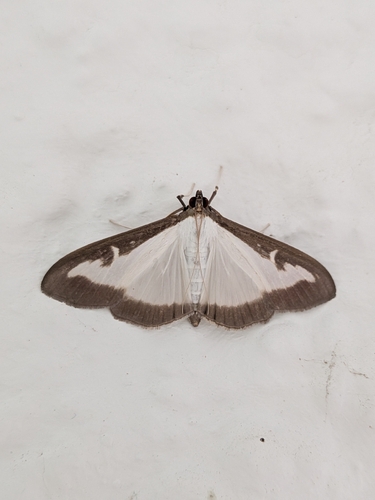 Box Tree Moth