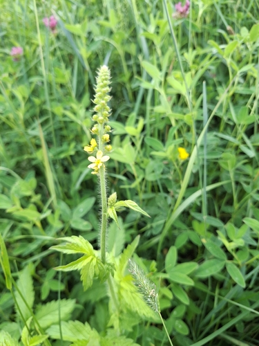 common agrimony