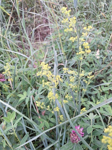 Lady's Bedstraw