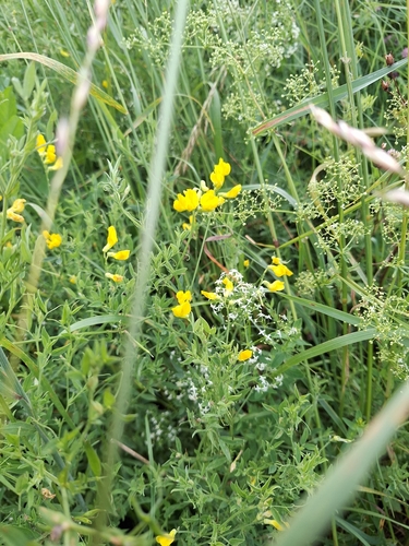 meadow pea