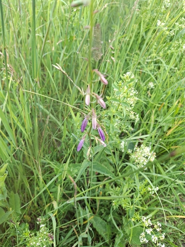 Creeping Bellflower