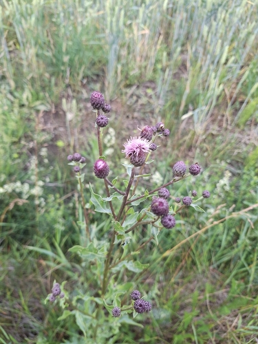 creeping thistle