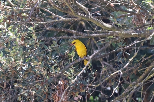 Eurasian Golden Oriole