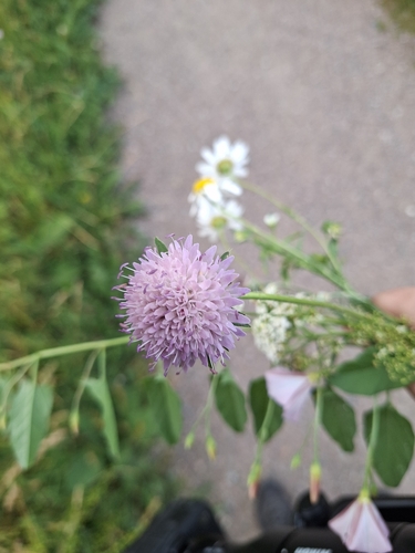 Field Scabious