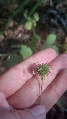 Wood Avens