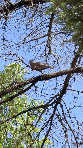 Eurasian Collared-Dove