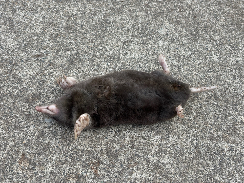 Townsend's Mole observed by jessejameswhite