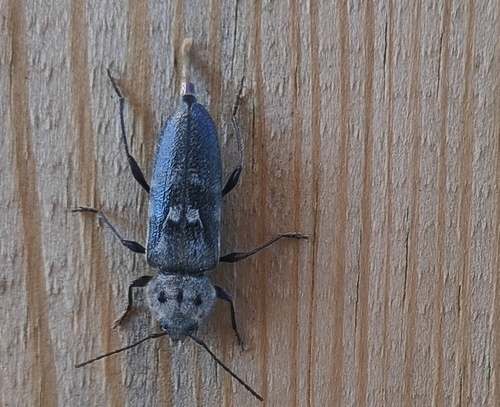 House Longhorn