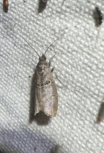Black-banded Immyrla Moth (Immyrla nigrovittella)