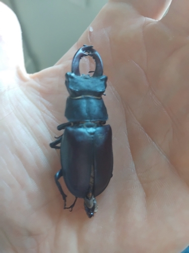 European Stag Beetle