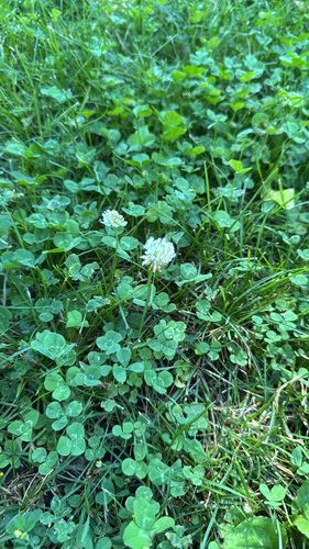 white clover