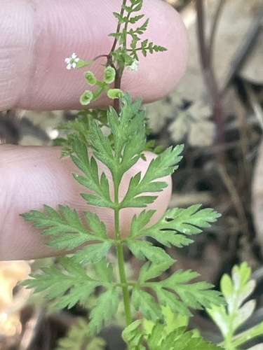 iNaturalist observation photo of Bur Parsley